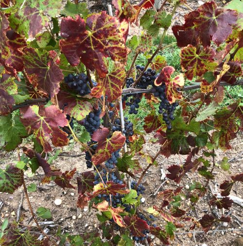 ‘Pinot Noir’ vine with leafroll-like symptoms