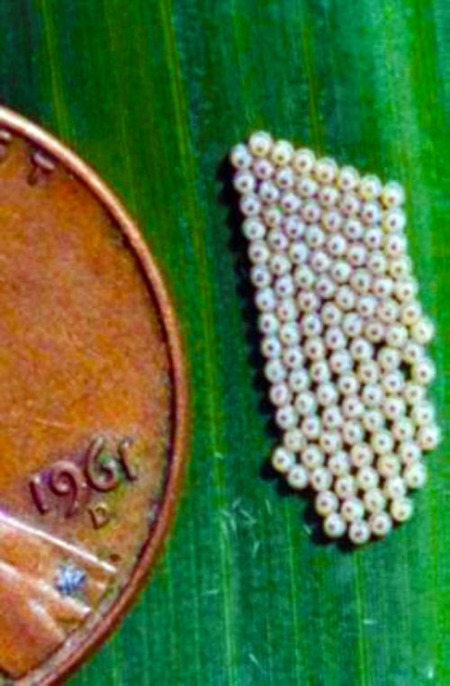 Western bean cutworm eggs two to three days old. Photo credit: Chris DiFonzo, MSU