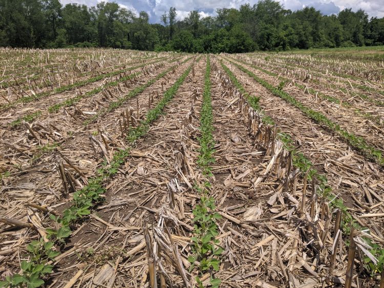 Soybeans starting to emerge in a field.