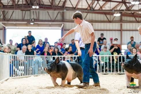 Biosecurity practices and human health hygiene are important parts of the county fair.