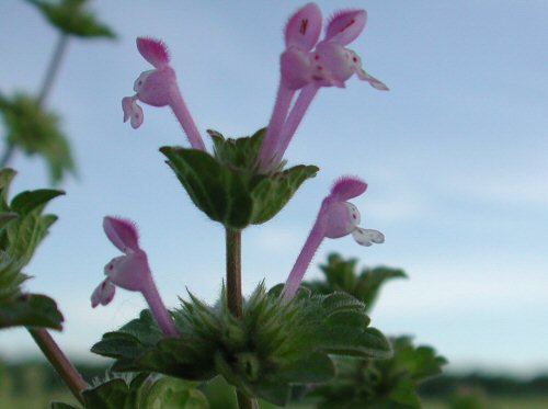  Purple Deadnettle5.la.jpg 