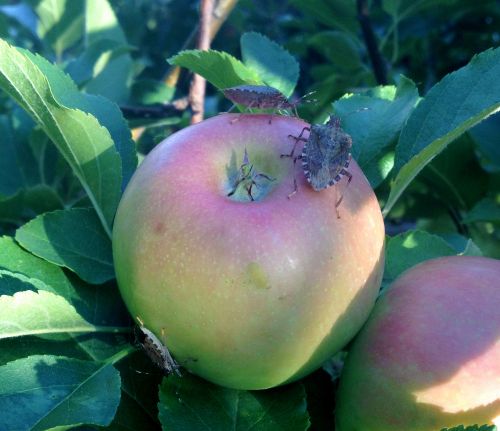 Three brown marmorated stink bugs feeding on an apple. Photo: Bill Shane, MSU Extension.