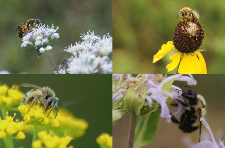 There are 420 species of bees in Michigan. The more free pollinators attracted to farms, the better. Photo by Brett Blaauw 