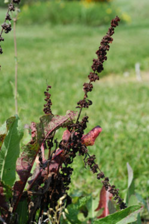  curly dock4.jpg 