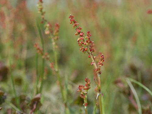  red sorrel5.jpg 