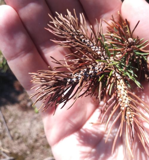 Spruce gall midge damage.