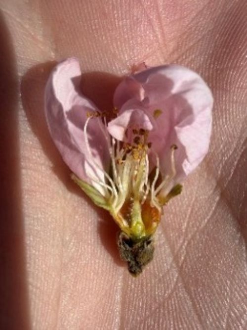 A healthy peach flower after dissection