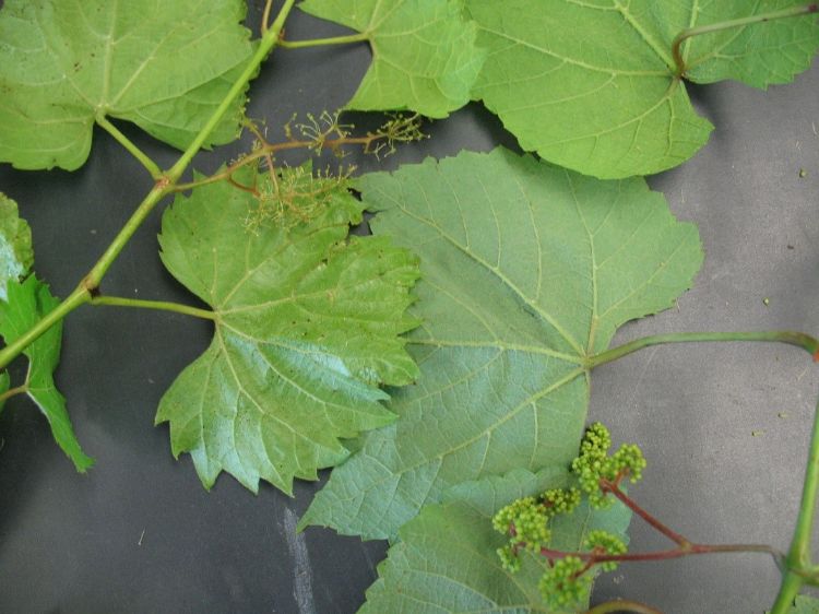 Riverbank and summer grape.