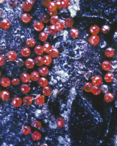  Mite eggs. 