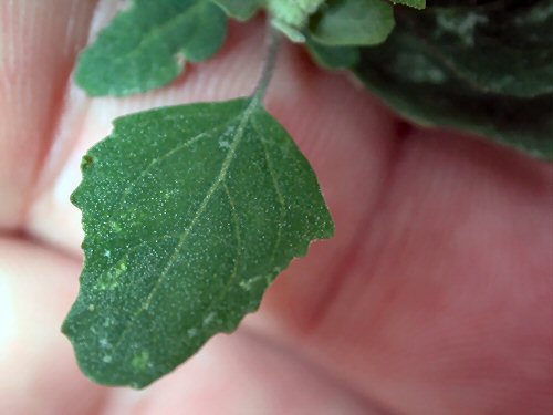  Common Lambsquarters2.jpg 