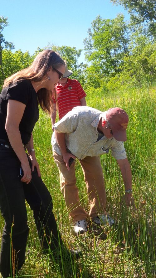 Visitors delight in finding sundew in bloom, an insect-eating plant, at Ives Road Fen in Tecumseh, Michigan. Photo by Monica Day, MSU Extension