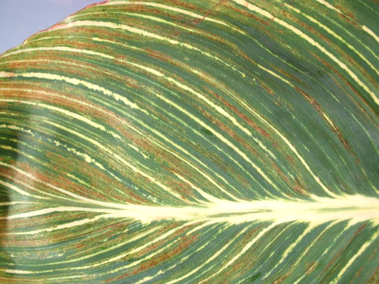 Streaky foliage in Canna