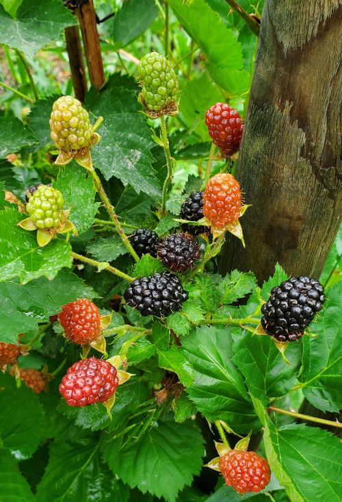 Blackberries and raspberries.