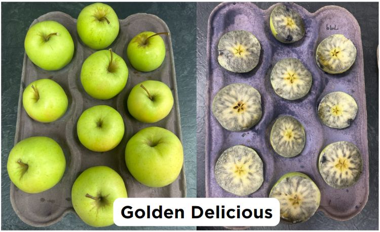 Whole Golden Delicious apples in one carton, and Golden Delicious apples cut in half in another carton and stained blue with iodine.