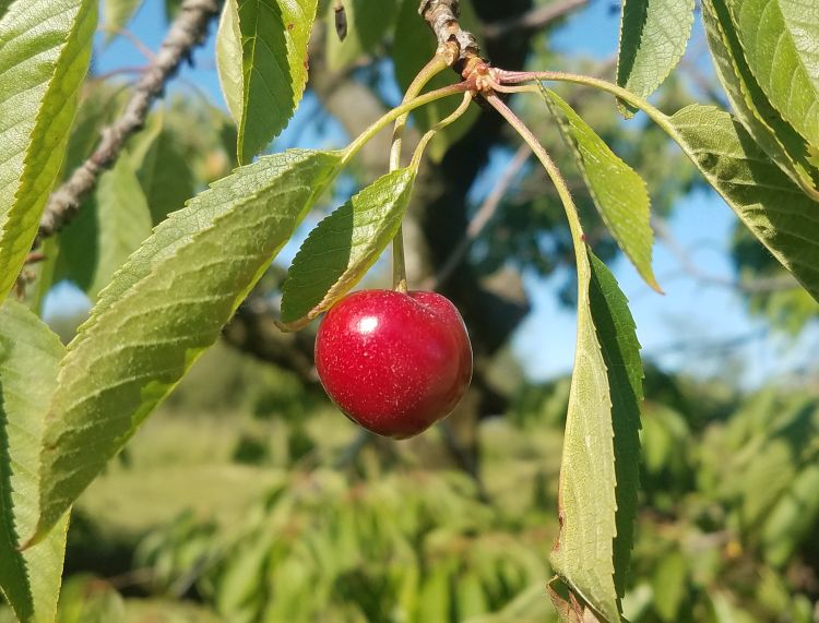 Sweet cherry