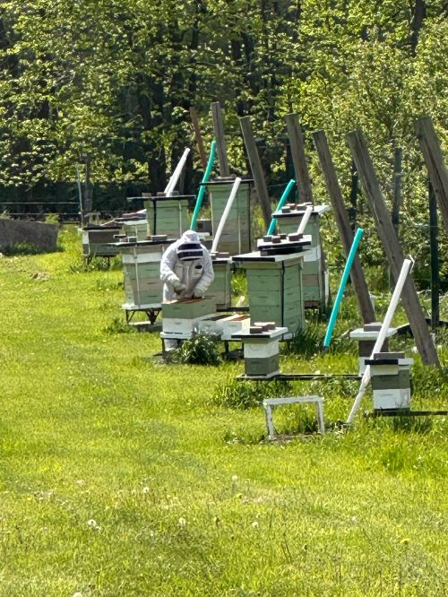 A person wearing a protective bee suit while tending to multiple bee hives.