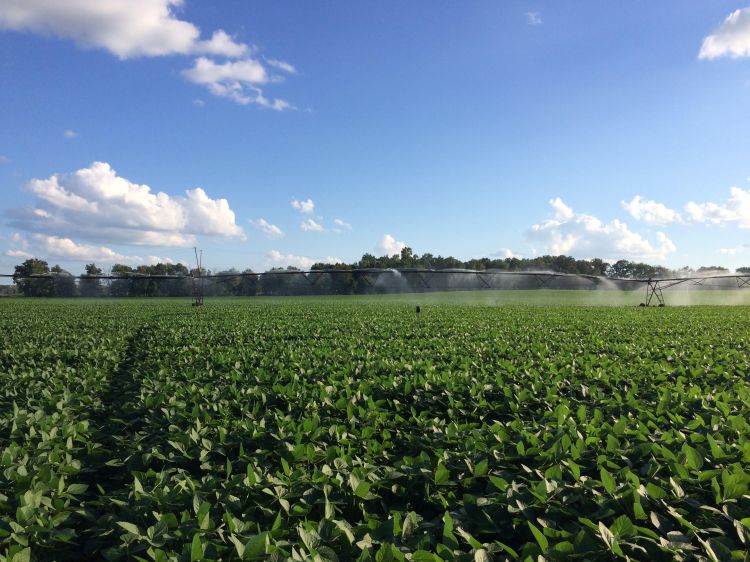 A field of soybeans.