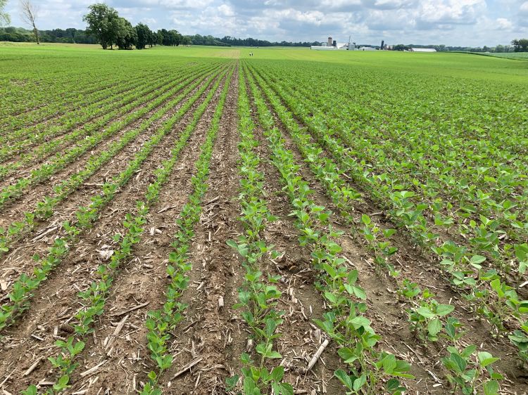 A soybean field with rows of soybeans planted early and rows of soybeans planted at a typical date.