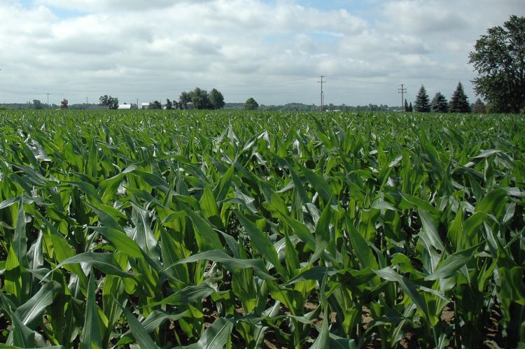 Corn field