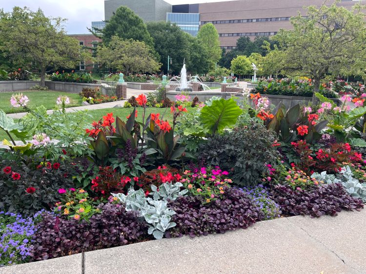 A university garden bed with layered plantings of vibrant flowers—red cannas, pink blooms, purple foliage, and silver accents—set around fountains and pathways, with campus buildings in the background.