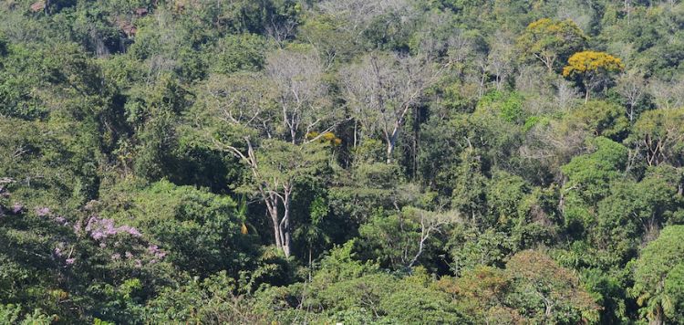 Areal shot of a dense forest in Brazil's Mato Grosso state.