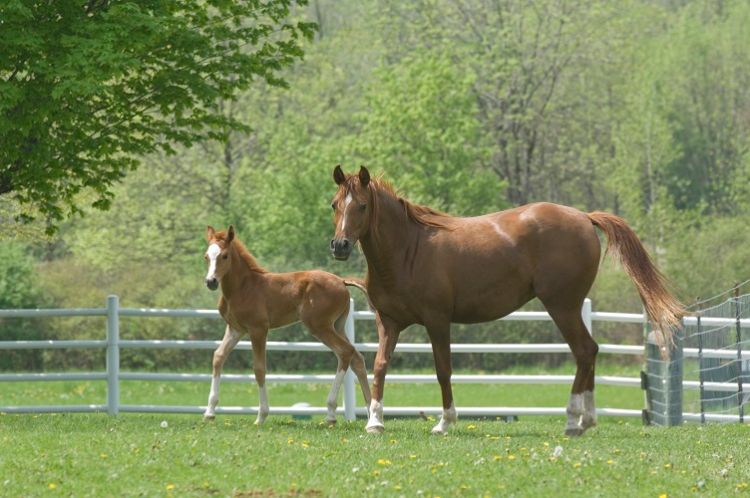 Mare and foal