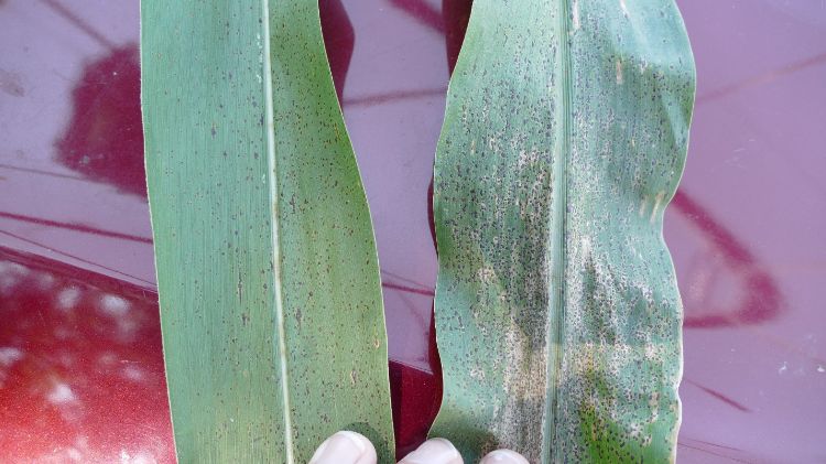 Tar spot on corn leaves.