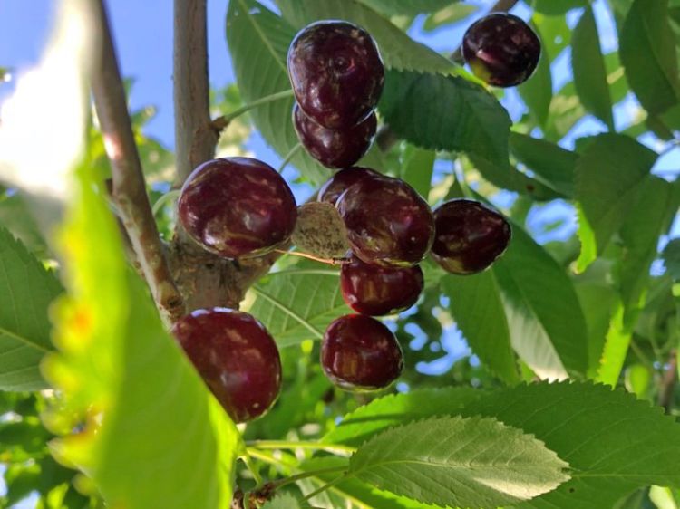 American brown rot sporulating