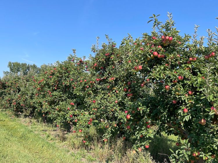 Idared apple trees.