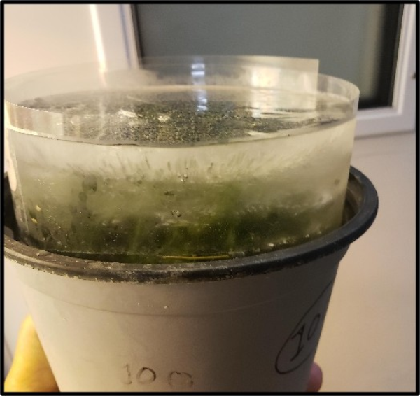 Close-up view highlights green plant material inside containers and moisture buildup, indicating controlled humidity or growth conditions.