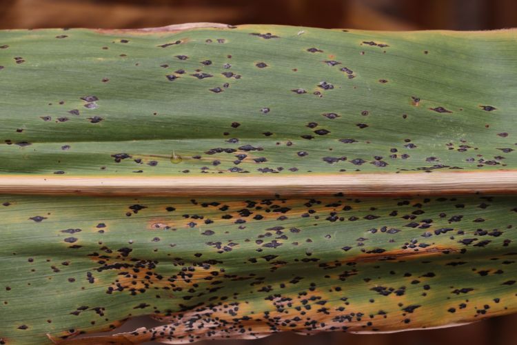 Tar spot symptoms on corn. All photos: Martin Chilvers, MSU.