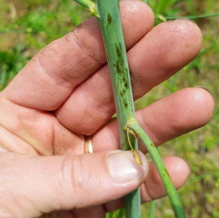 Purple spot in a young, ferned out asparagus