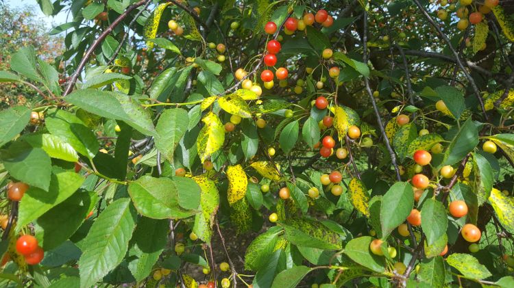 Cherry leaf spot on Montmorency tart cherry.