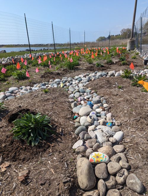 Spring 2024: weeding done. Plants marked for summer care.