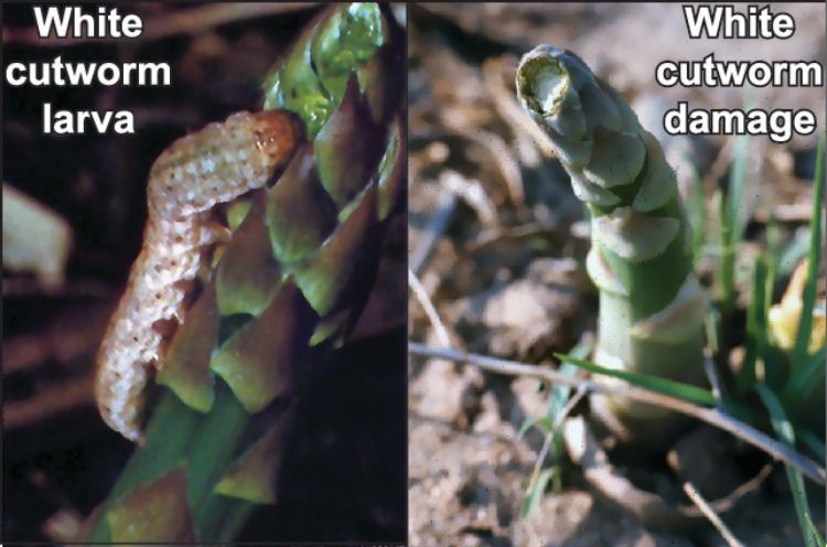 White cutworm larva and damage. Photo by Ed Grafius, MSU.