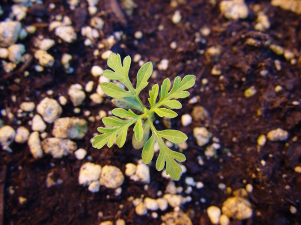 common ragweed seedling