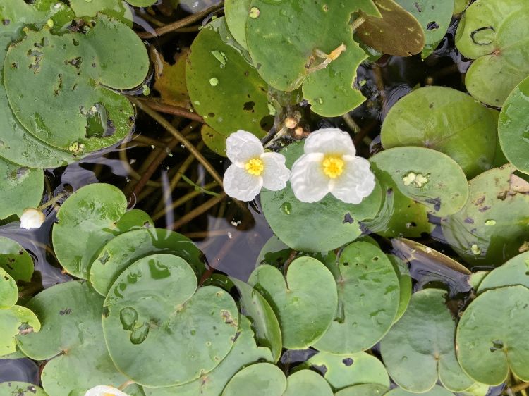 Lilly pads in a pond