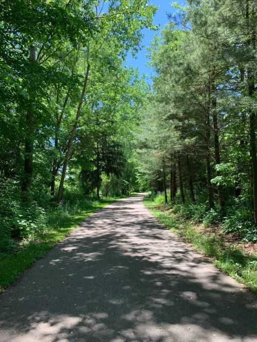 A paved path through green trees.