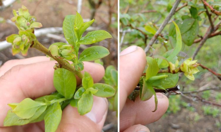 Blueberry flower buds damaged by hail at South Haven-Covert, Michigan. Photo by Jesus Barajas, Very Blue Farm, Covert, Michigan.