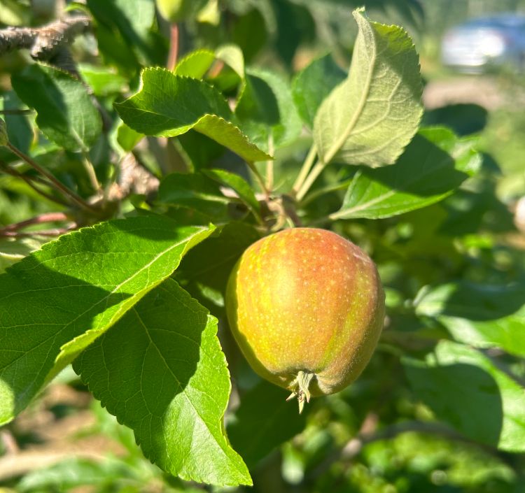 An apple hanging from a tree.