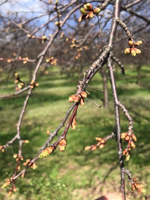 Close up of cherry buds on a tree.