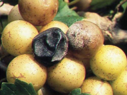 Spore masses on infected berries.