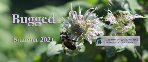 Bugged masthead featuring Eastern Carpenter bee gathering pollen on a flower.