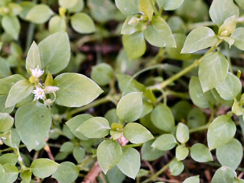  common chickweed1.jpg 