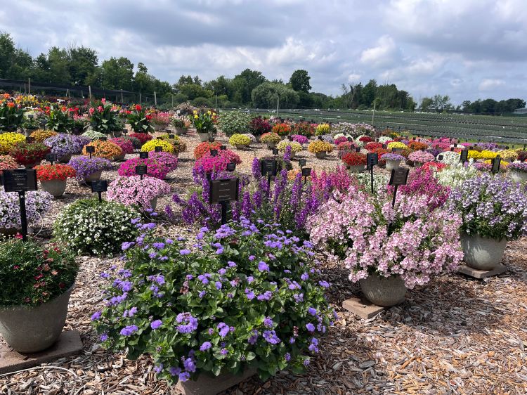 Tons of potted flowers in an outdoor nursery.