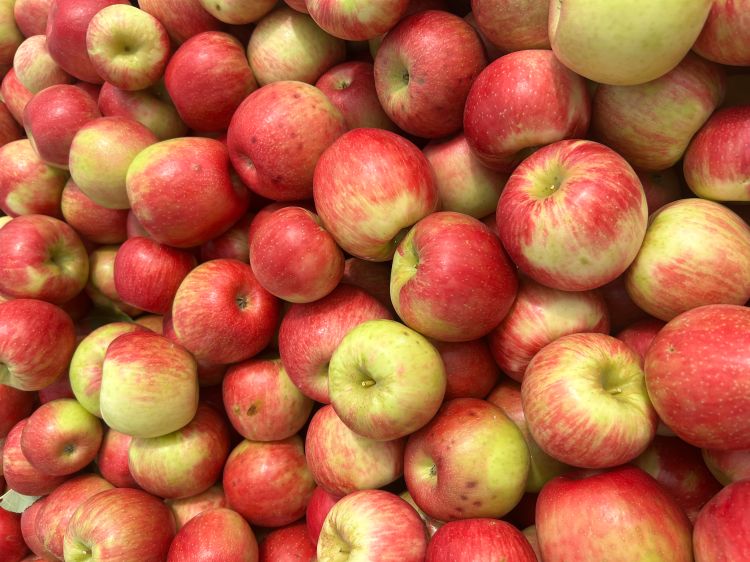 Honeycrisp apples in a bin.