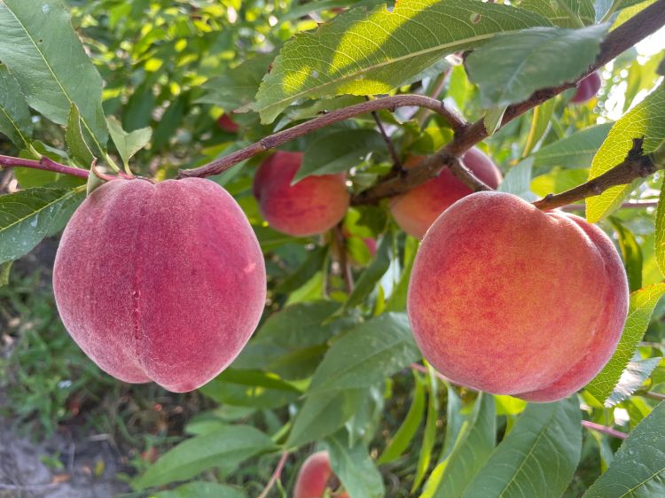 Peaches hanging from a peach tree.