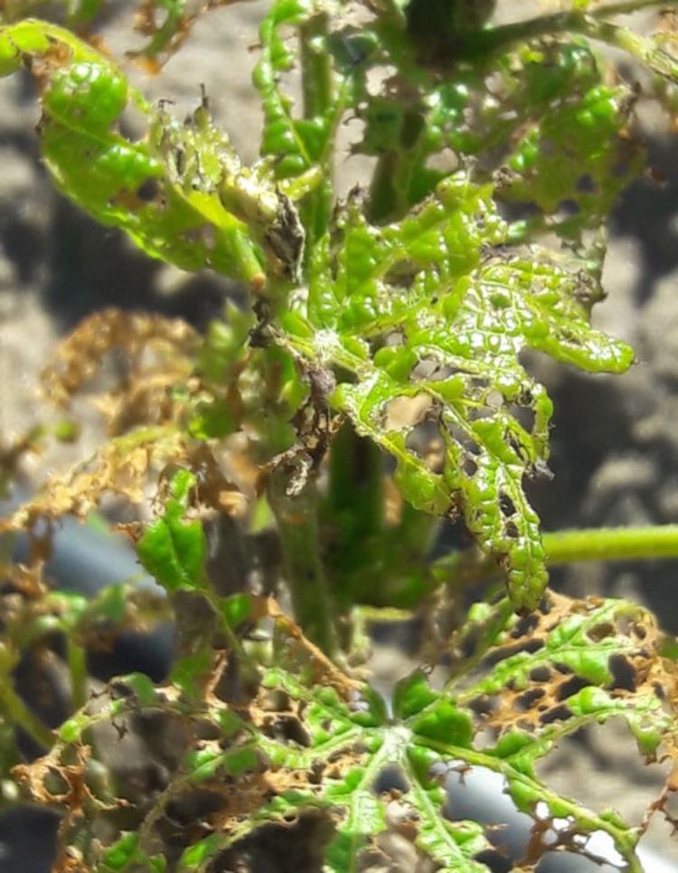 Rose chafer feeding damage on newly planted grape vine.