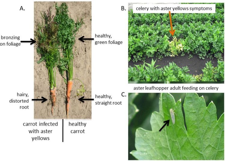 Aster yellows symptoms on carrot and celery and an aster leafhopper.