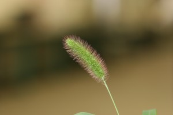 green foxtail plant